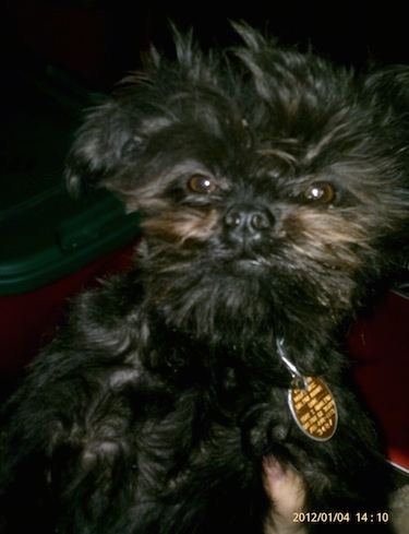 Close up - A black Affenpinscher puppy is wearing a big yellow dog tag sitting with a window in the background