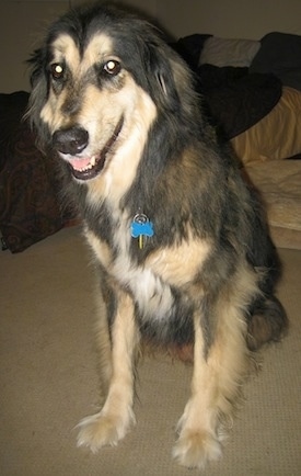 The front left side of a black with tan Afollie that is sitting on a carpet. There is a bed behind it.