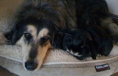 Close up - A black with tan Afollie is laying in a dog bed and it is looking forward.