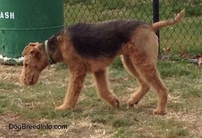 Adult Airedale Terrier