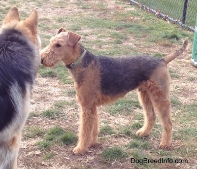 Adult Airedale Terrier with Bowie the Shiloh Shepherd