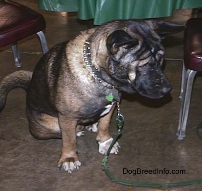 The front right side of a black and brown with white Akita that is sitting under a table with a green leash that appears to be chewed