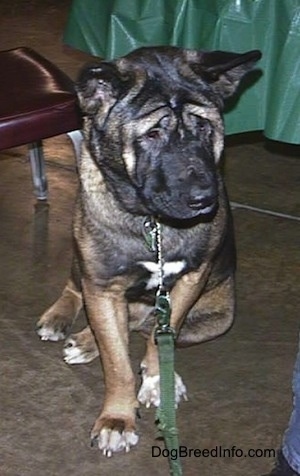 A black and brown with white Akita sitting next to a chair with a leash on