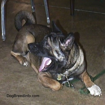 The front right side of a black and brown with white Akita laying down on the floor under a table. Its mouth open and tongue out