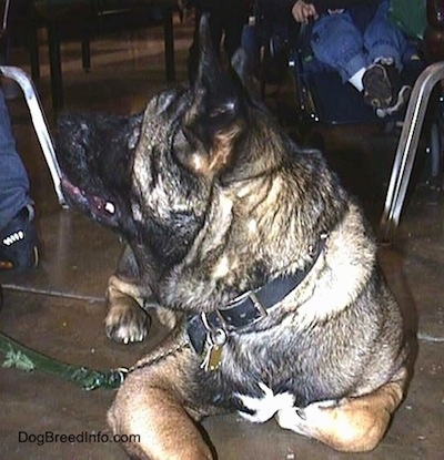 A black and brown with white Akita is laying down on the floor under a table looking back