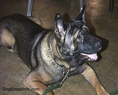 The front right side of a black and brown with white Akita that is laying down on the floor with its mouth open, it is looking up and to the right.