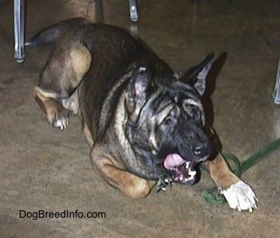 The front right side of a black and brown with white Akita that is laying down on a floor under a table with its mouth open and tongue back