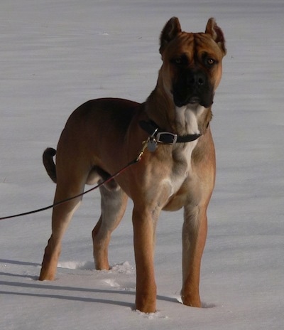 A brown with white Alano Espanol is standing outside in snow and it is looking forward.