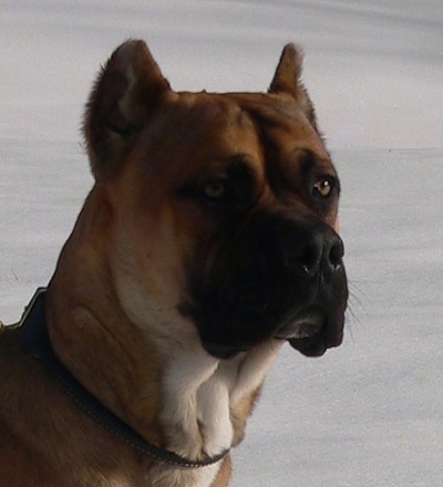 Close up - A brown with white Alano Espanol is standing in snow outside and it is looking to the right.