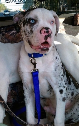 Axel the Alapaha Blue Blood Bulldog at 10 months old.