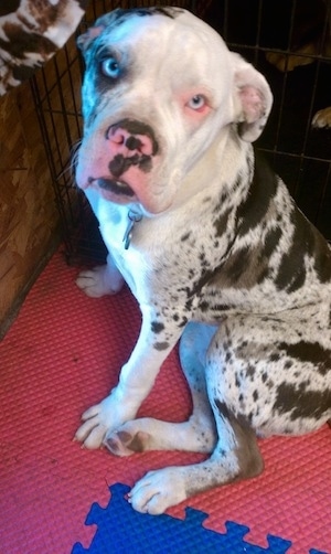 Axel the Alapaha Blue Blood Bulldog at 10 months old.
