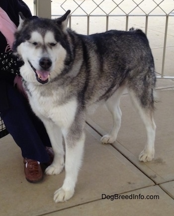 Alaskan Malamute standing under a gazebo with mouth open