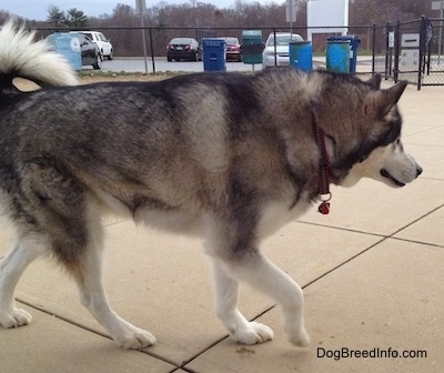 Alaskan Malamute walking on a concrete path at a dog park