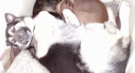 Alaskan Shepherd laying on back with paws up