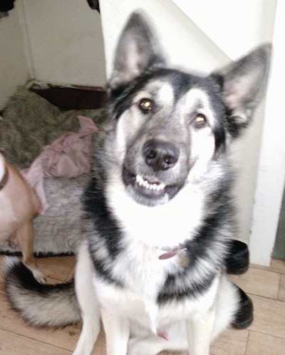 Alaskan Shepherd sitting in front of stairs