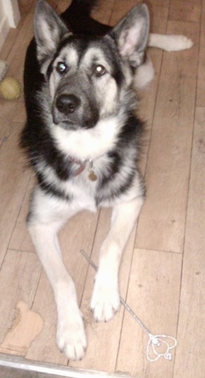 Alaskan Shepherd laying down with a wand under her paw