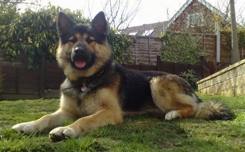 Alaskan Malamute German Shepherd Mix Alaskan Shepherd laying on the ground in a fenced yard. "