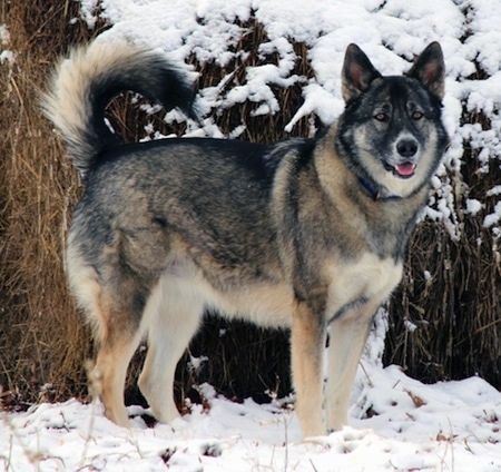 Alaskan Malamute German Shepherd Mix Alaskan Shepherd standing in the snow