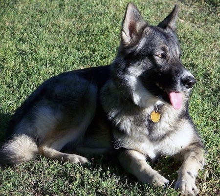 Alaskan Shepherd laying on the grass looking in the distance