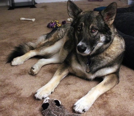 Alaskan Malamute German Shepherd Mix Alaskan Shepherd laying on the carpet around dog toys