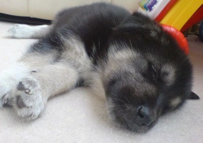 Alaskan Shepherd puppy sleeping on a carpeted floor