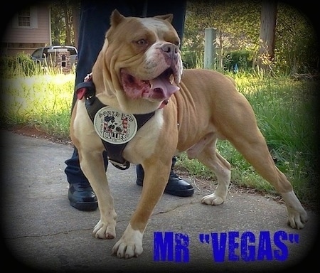 The front left side of a tan with white Bandogge Mastiff is standing on a sidewalk path, it is wearing a harness and there is a person behind it.