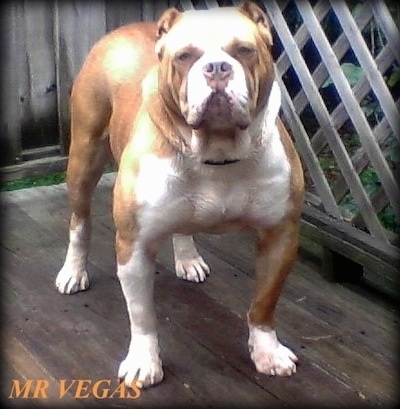 The front right side of a brown and white Bandogge Mastiff that is standing on a wooden deck