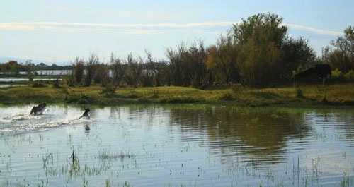 Two American Blue Lacys are playing in a large body of water.