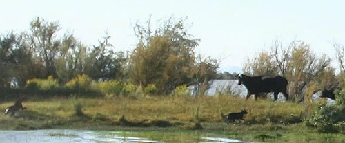 Two American Blue Lacys are playing on a strip of land that is in between a body of water.