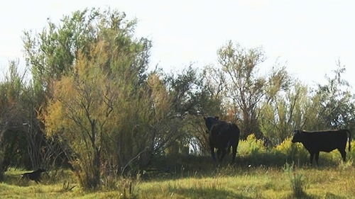 The right side of an American Blue Lacy that is working two cows.