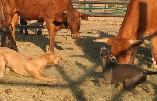 The sides of two American Blue Lacys that are barking at cattle