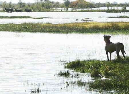 The back left side of an American Blue Lacy that is looking into a body of water next to it.