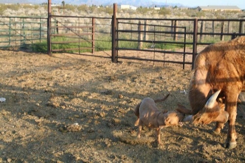 A tan American Blue Lacy is biting the horn of a cow.