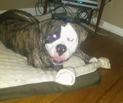 The front right side of a brindle with white American Bulldog is laying on a dog bed with a rawhide bone toy