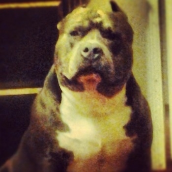 Close up - An American Bully is sitting in front of a carpet and it is looking forward.