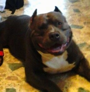 Close up - The front right side of a black with white American Bully that is laying across a floor, it is looking forward and its mouth is open