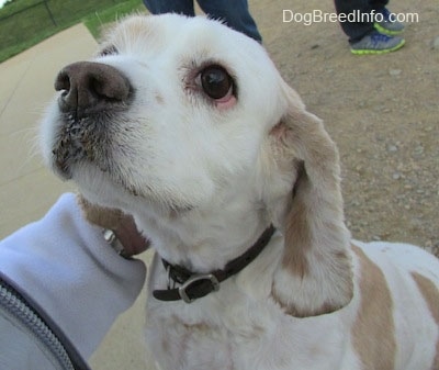 Close up - The front left side of a white with tan American Cocker Spaniel that is sitting on sand and being rubbed behind the ears by a person.