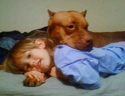 A red-nose Pit Bull Terrier is cuddling with a child on a bed