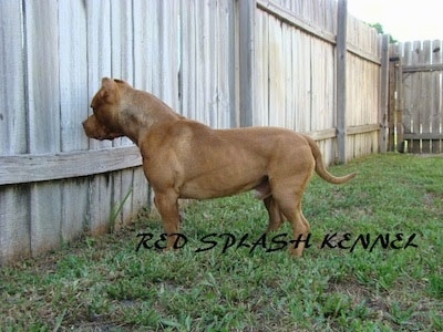 The left side of a red with white American Pit Bull Terrier is standing in front of wooden fence and it is peaking through a crack in the fence.