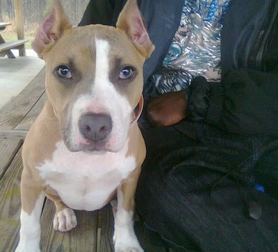 Close up - A tan with white American Pit Bull Terrier puppy is sitting on a park bench, next to a person.