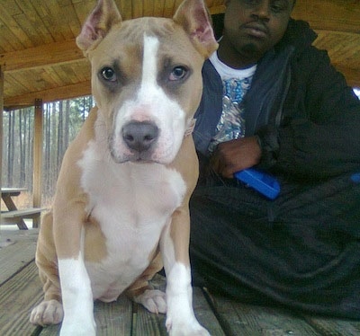 Close up - A tan with white American Pit Bull Terrier puppy is sitting on a park bench with a man sittign cross-legged behind it.