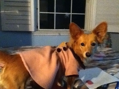 The right side of a red Andalusian Podenco that is standing across a bed, it is wearing a Pink shirt with buttons and it is looking forward.