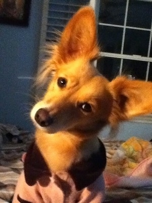 Close up - A red Andalusian Podenco is sitting on a bed, it is wearing a pink dress with large buttons and its head is tilted to the right.