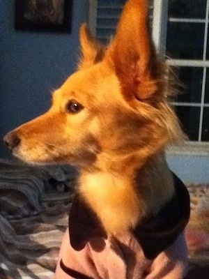 Close up - A red Andalusian Podenco is sitting on a bed and it is looking to the left.