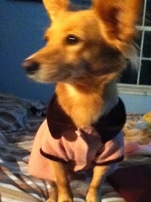 Close up - A red Andalusian Podenco is sitting on a bed, it is looking to the left and it is wearing a pink dress.