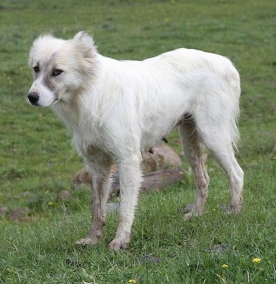 The front left side of a white Armenian Gampr that is standing across a grass surface, it is looking to the left and there is a rock behind it.