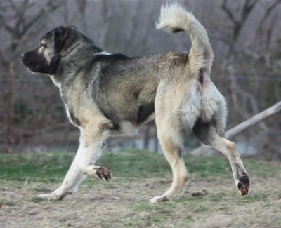 The left side of a black, tan and white Armenian Gampr that is trotting across a yard.
