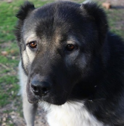 Close up - A black, tan and white Armenian Gampr is sitting on grass and it is looking forward.