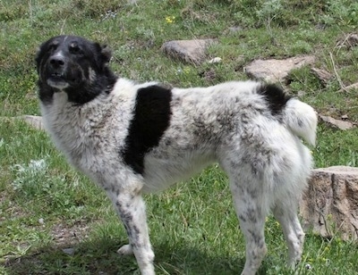 The left side of a white with black Armenian Gampr that is standing in grass and it is looking forward. There are a couple of rocks behind it.