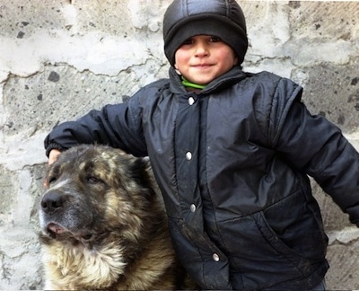 A black with tan Armenian Gampr is sitting next to a child and in front of a large brick wall.